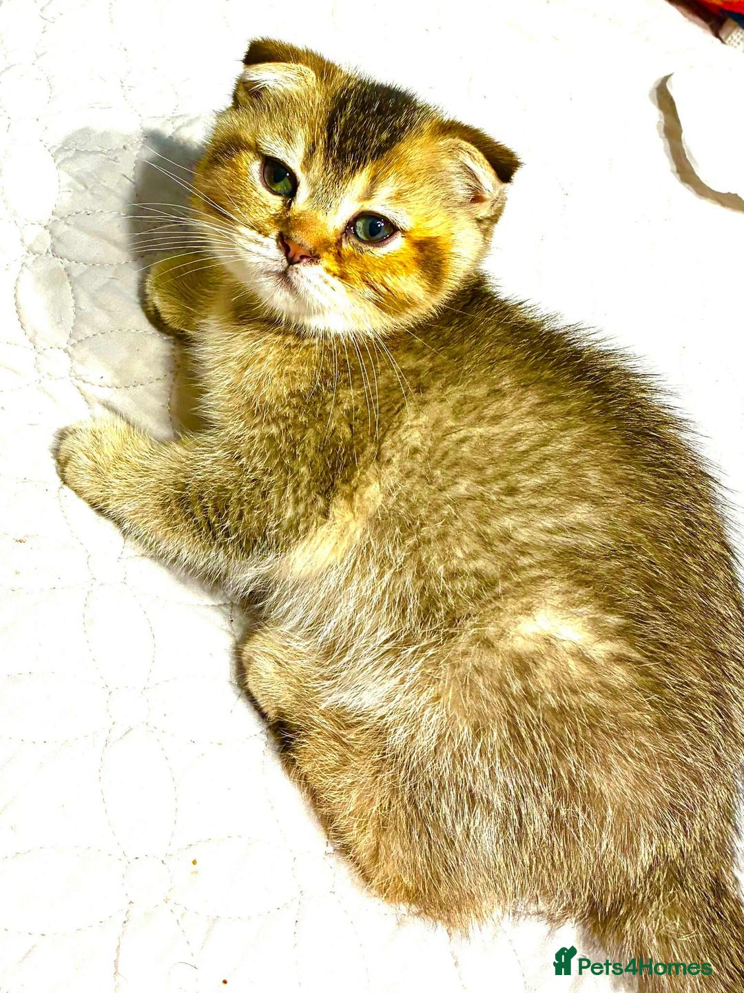 Scottish Fold cats for sale: 3 Scottish Fold Kittens for sale - Advert 15