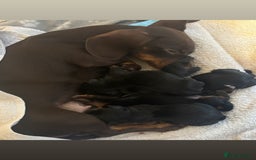 Mixed Breed dogs for sale: 5 beautiful dorkie puppies for sale  - Image 9