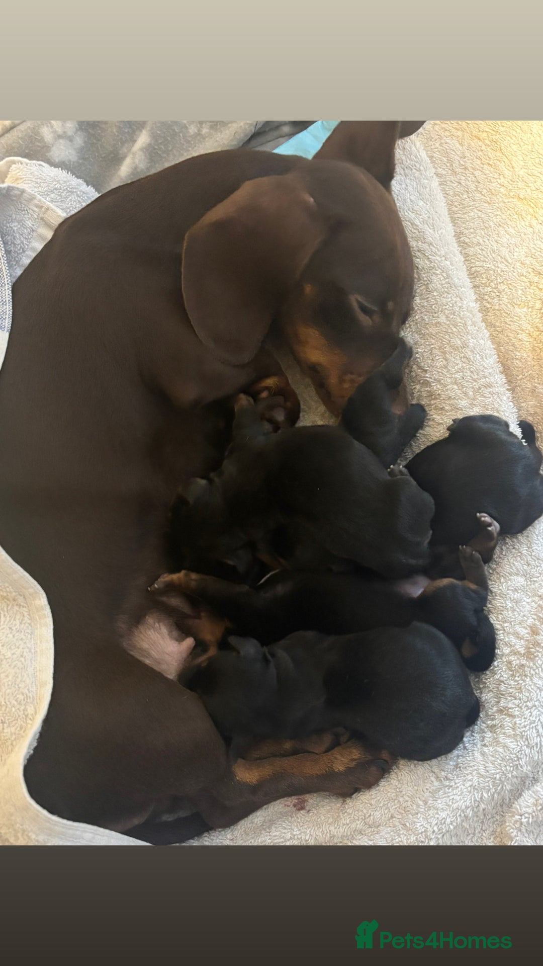 Mixed Breed dogs for sale: 5 beautiful dorkie puppies for sale  - Image 9