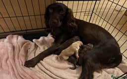 Mixed Breed dogs for sale: Beautiful Cocker Sproodles Puppies!  - Image 9