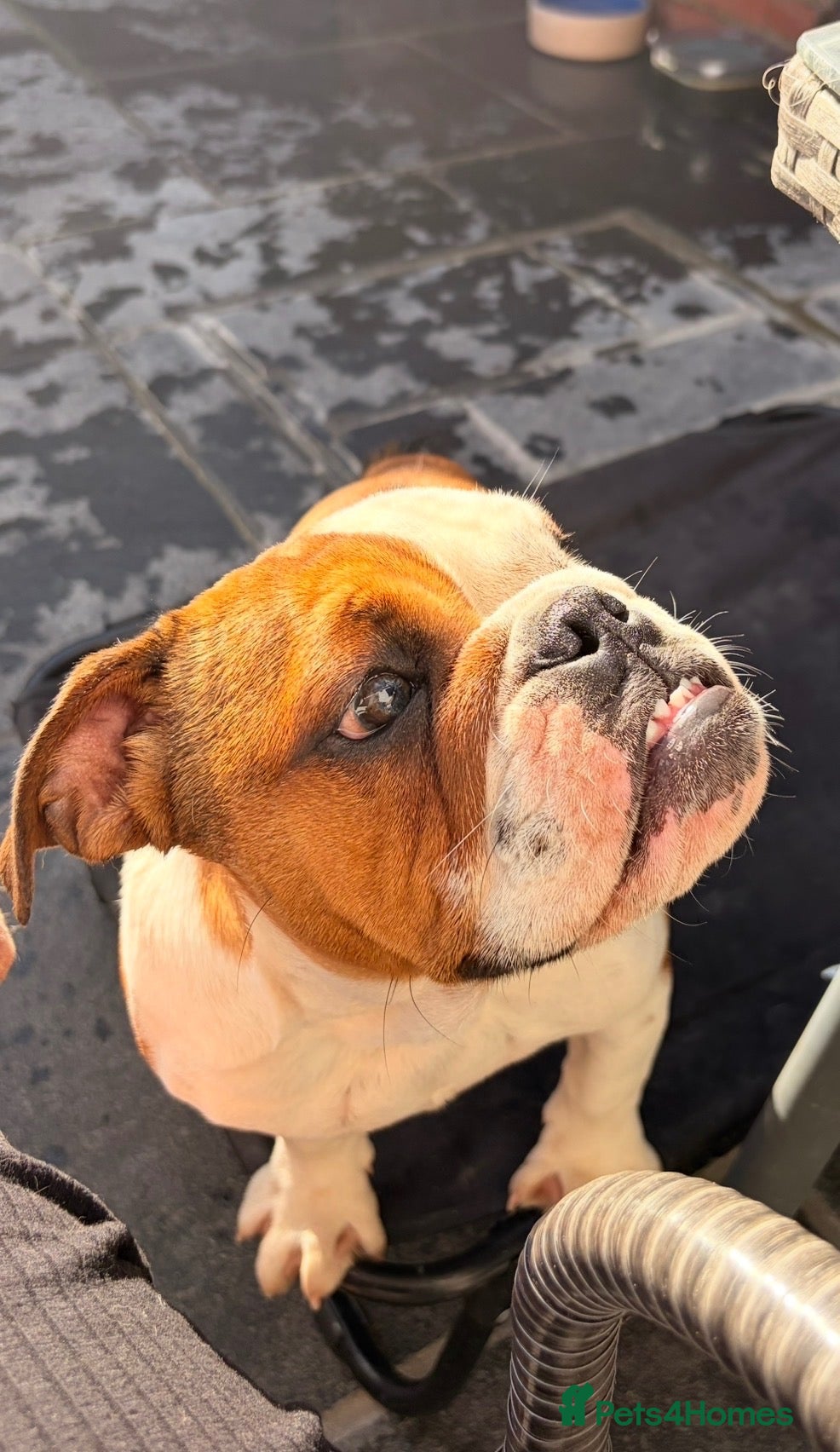 English Bulldog dogs Kc Registered Red & White Female British Bulldog - Advert 4