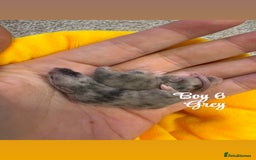 Mouse rodents for sale: Baby mice males and females  in Honiton - Image 8