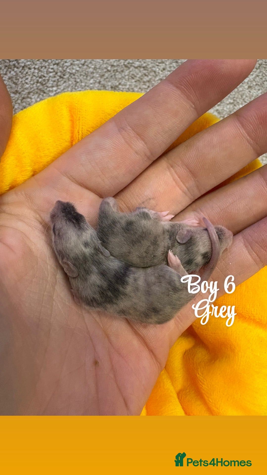 Mouse rodents for sale: Baby mice males and females  in Honiton - Image 8