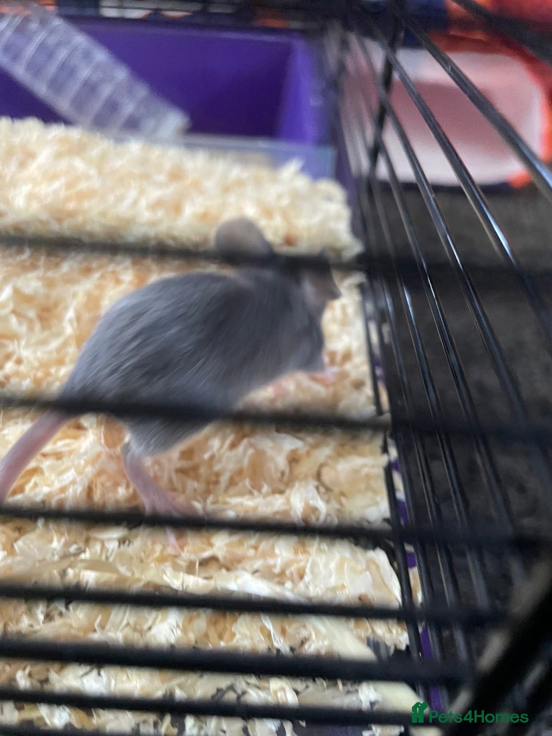 Mouse rodents for sale: Female mice free to good home - Image 13