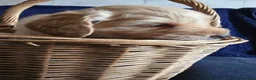 Cockapoo dogs for sale: Stunning homebred cockapoos - Advert 7