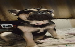French Bulldog dogs for sale: Frenchie - Advert 1