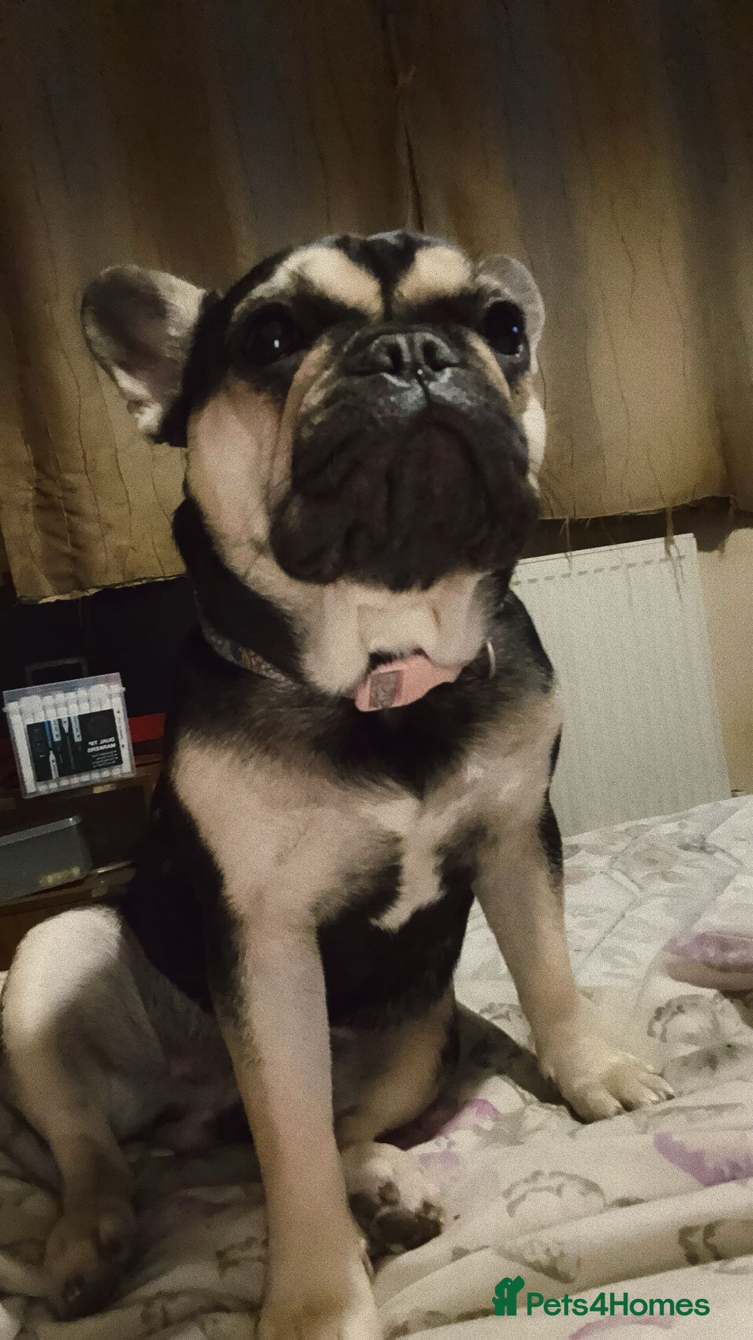 French Bulldog dogs for sale: Frenchie - Advert 1