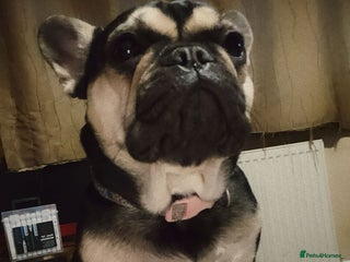 French Bulldog dogs Frenchie - Advert 1