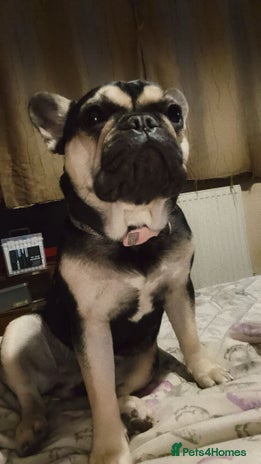 French Bulldog dogs Frenchie - Advert 2