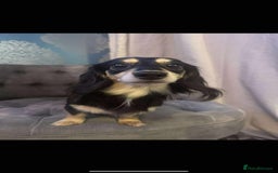 Dachshund dogs for sale: Miniature dachshund puppies  - Image 12