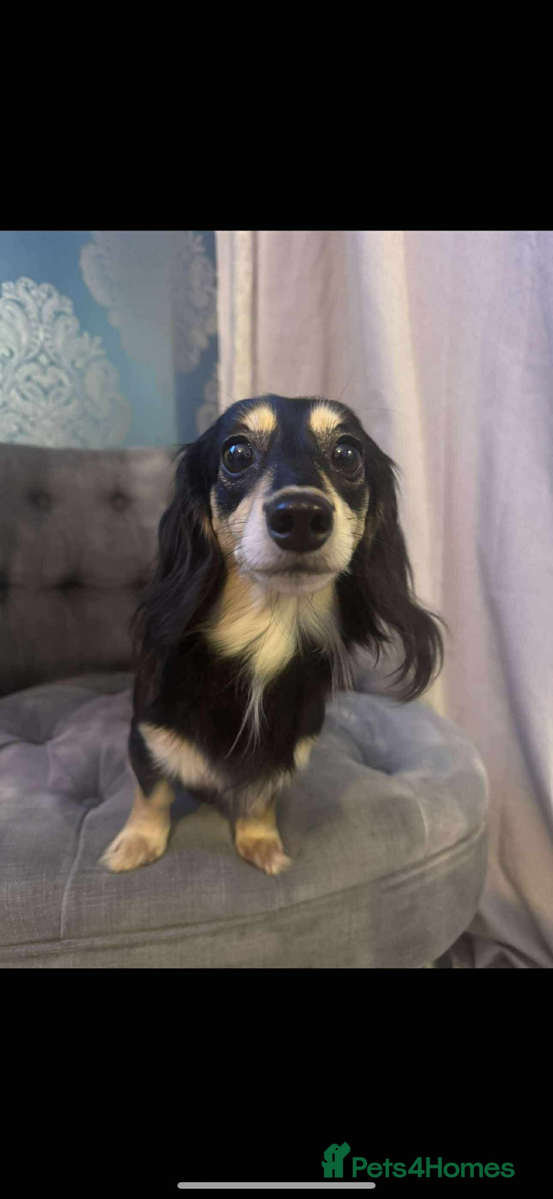 Dachshund dogs for sale: Miniature dachshund puppies  - Image 12