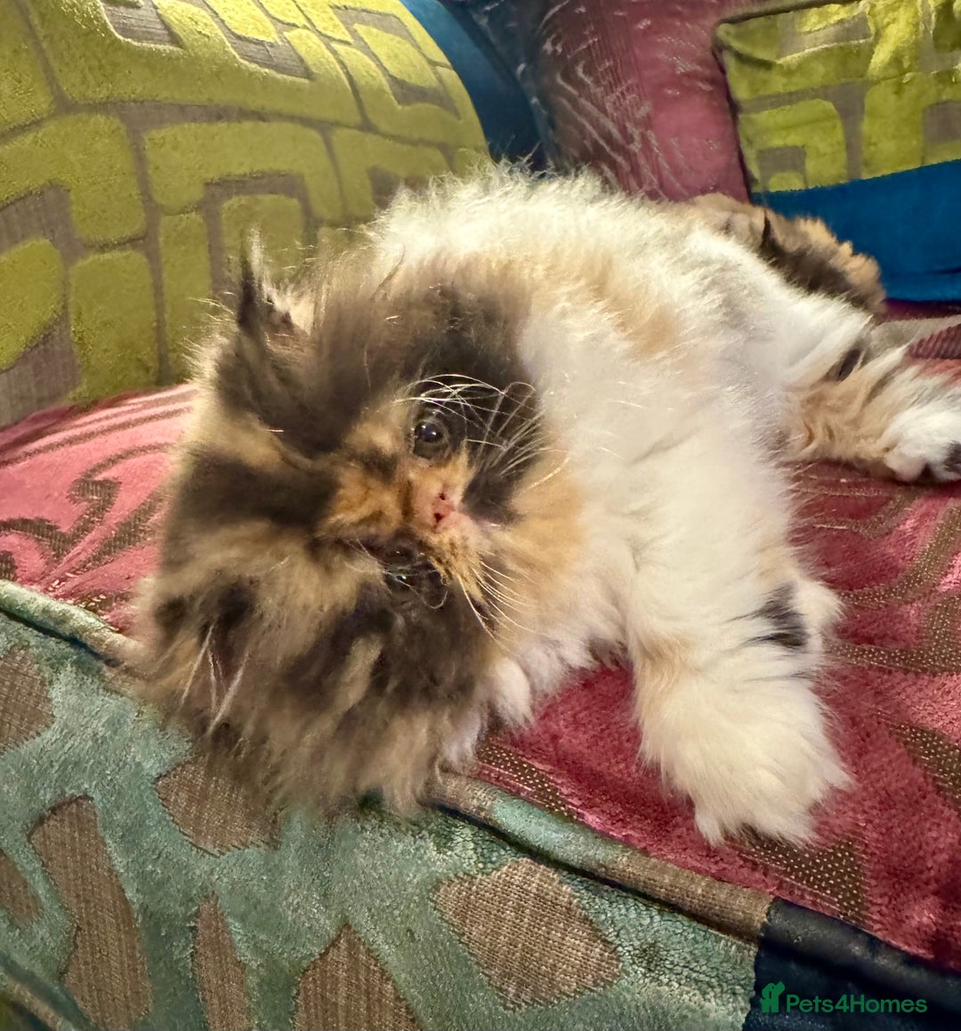 Persian cats for sale: Beautiful Calico pedigree Persian female kitten  - Image 17