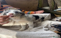Border Collie dogs for sale: 4 x Female / 3 x Male Blue Merle & B/W Collies - Image 5