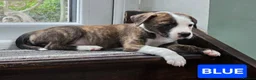 Mixed Breed dogs for sale:  READY TO GO BORDER COLLIE and STAFF CROSS PUPPIES - Advert 3