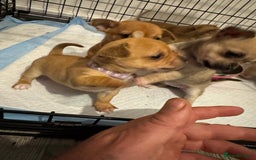 Chihuahua dogs for sale: Chihuahua pups - Image 9