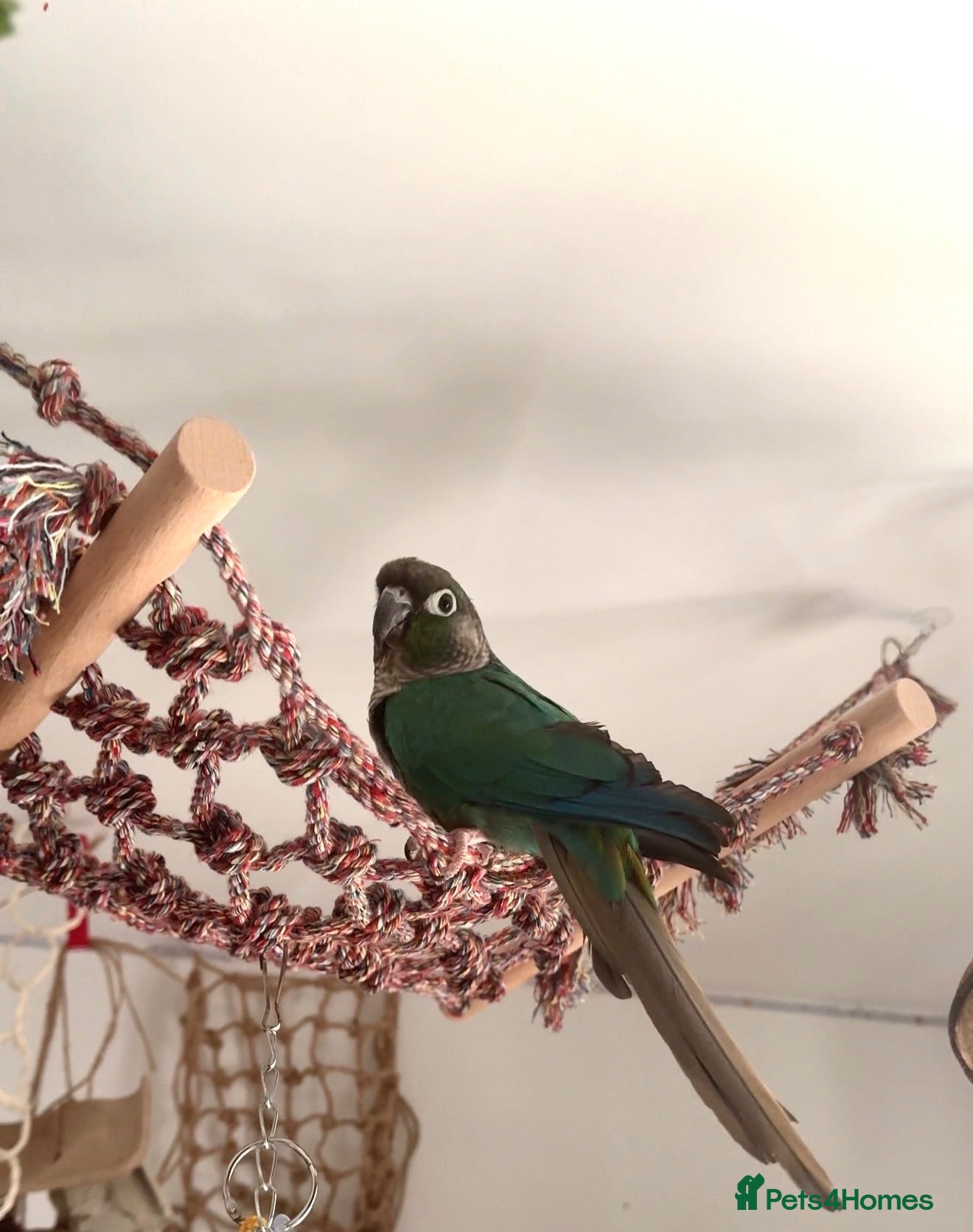 Conures birds Conure parrot looking for forever home🦜 - Advert 5