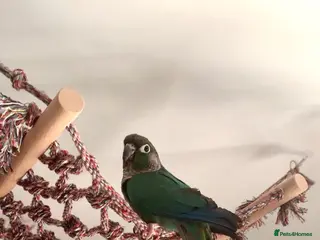 Conures birds Conure parrot looking for forever home🦜 - Advert 1