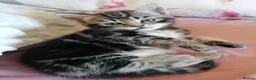 Mixed Breed cats for sale: Beautiful kittens  - Advert 12