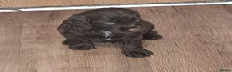 Cockapoo dogs for sale: Beautiful cockapoo puppies  - Advert 15