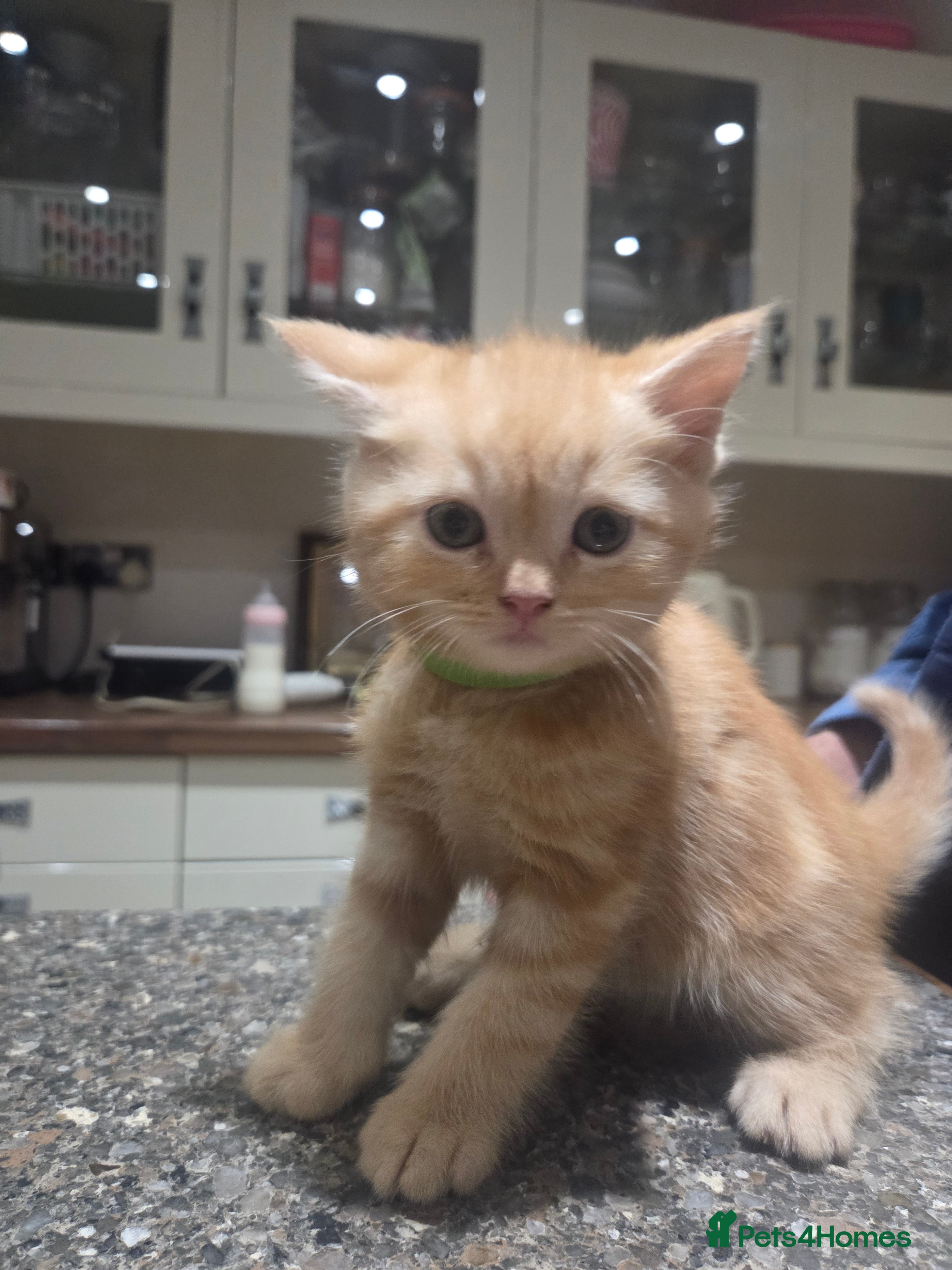 Persian cats for sale: Persian Cross tabby kittens for sale  in Warminster - Advert 9