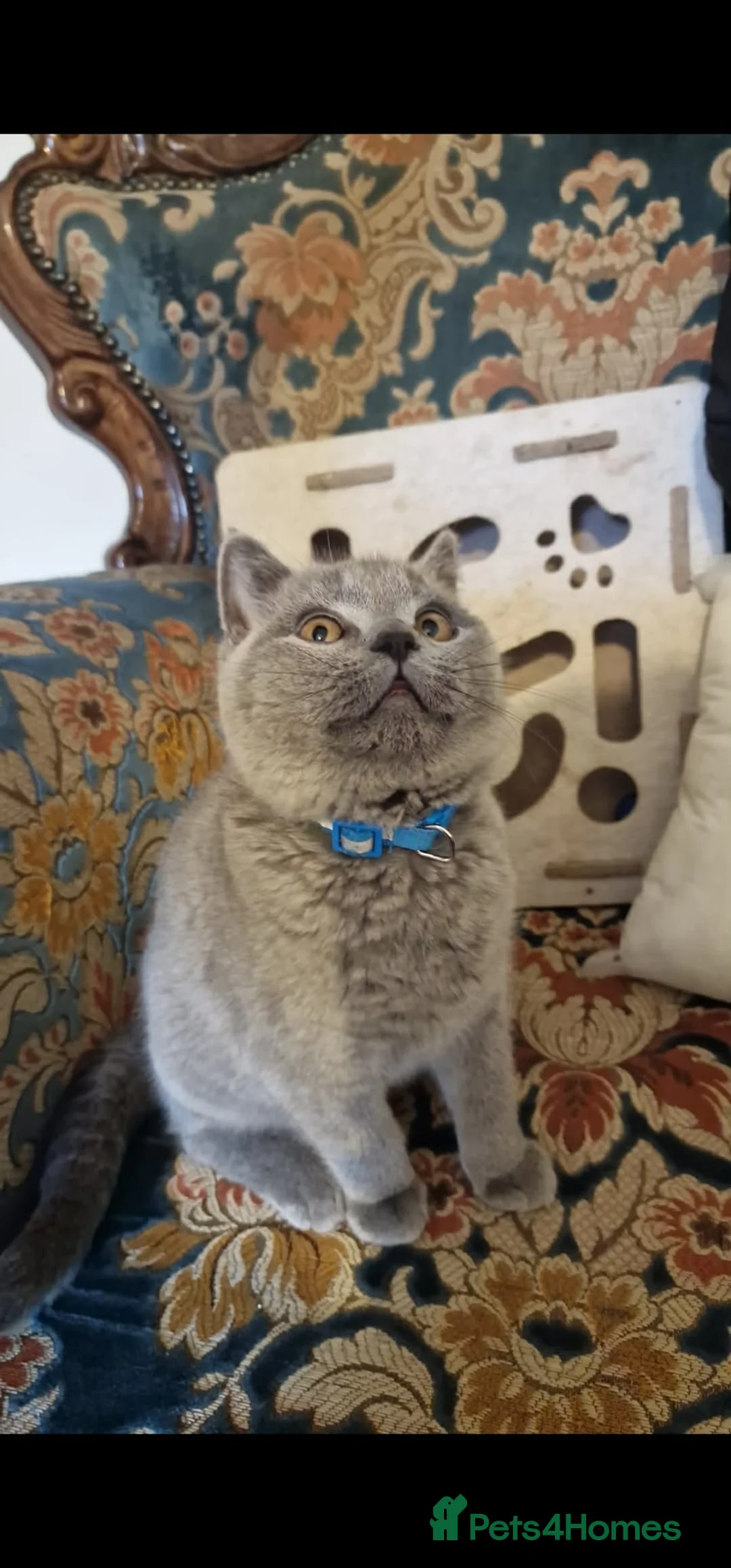 British Shorthair cats for sale: British Shorthair Kittens – 1 Male & 1 Female in Leicester - Advert 2