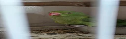 Ringnecks birds for sale: Green Indian ringneck baby - Advert 4