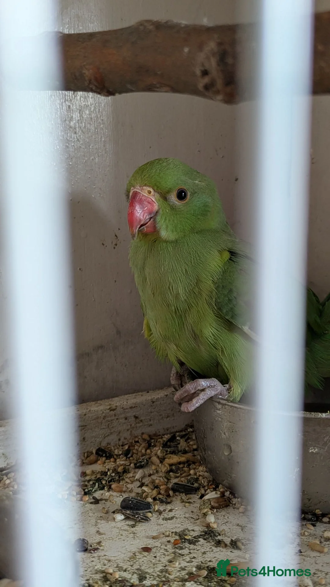 Ringnecks birds for sale: Green Indian ringneck baby - Advert 4