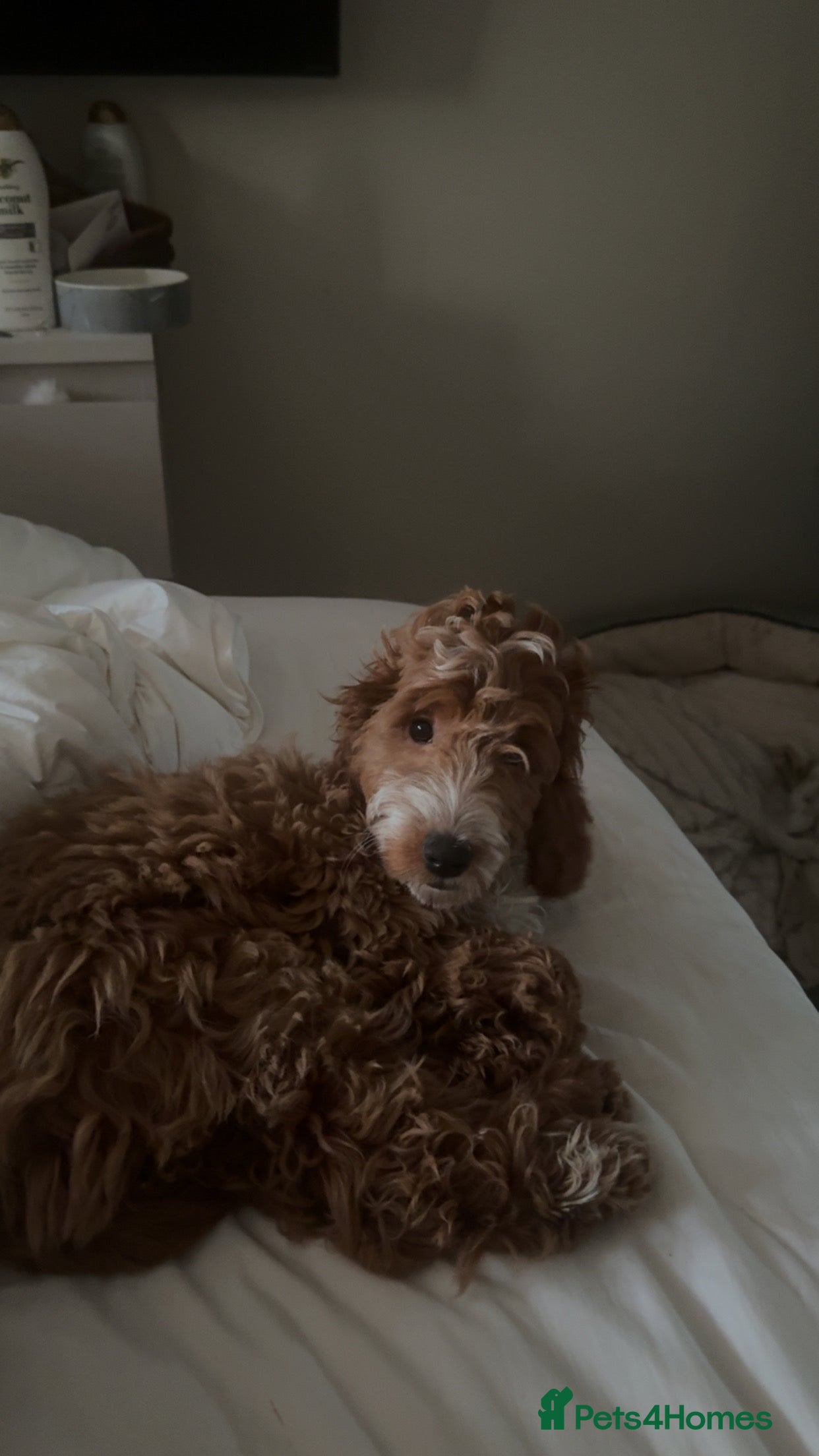 Cockapoo dogs Just this light colour female pup left for sale - Advert 17