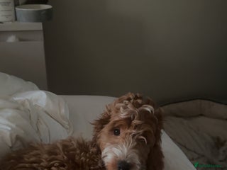 Cockapoo dogs Just this light colour female pup left for sale - Advert 1