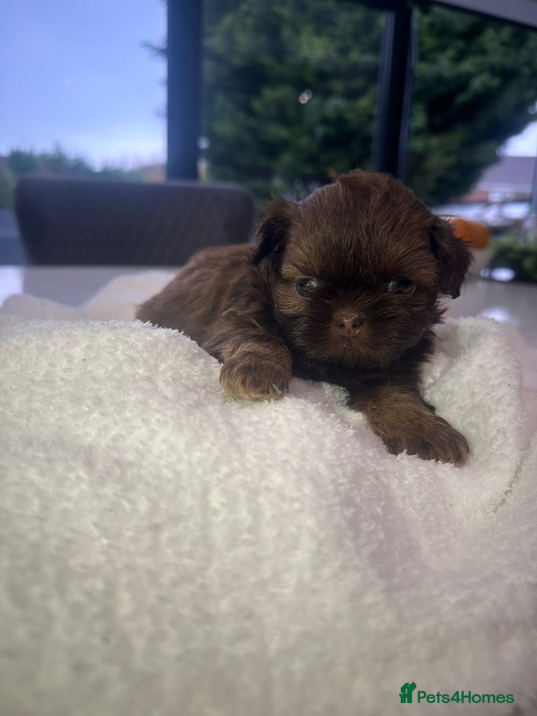 Shih Tzu dogs for sale: 🐶Imperial ShihTzu Puppies–Exceptional Bloodline🐶 - Image 30