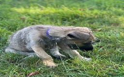 Irish Wolfhound dogs for sale: KC REGISTERED FEMALE IWH PUPPIES - Image 9