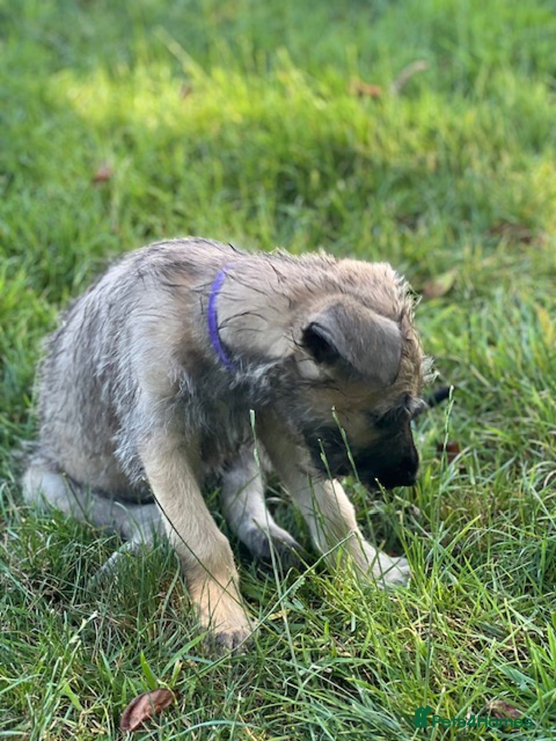 Irish Wolfhound dogs for sale: KC REGISTERED FEMALE IWH PUPPIES - Image 9