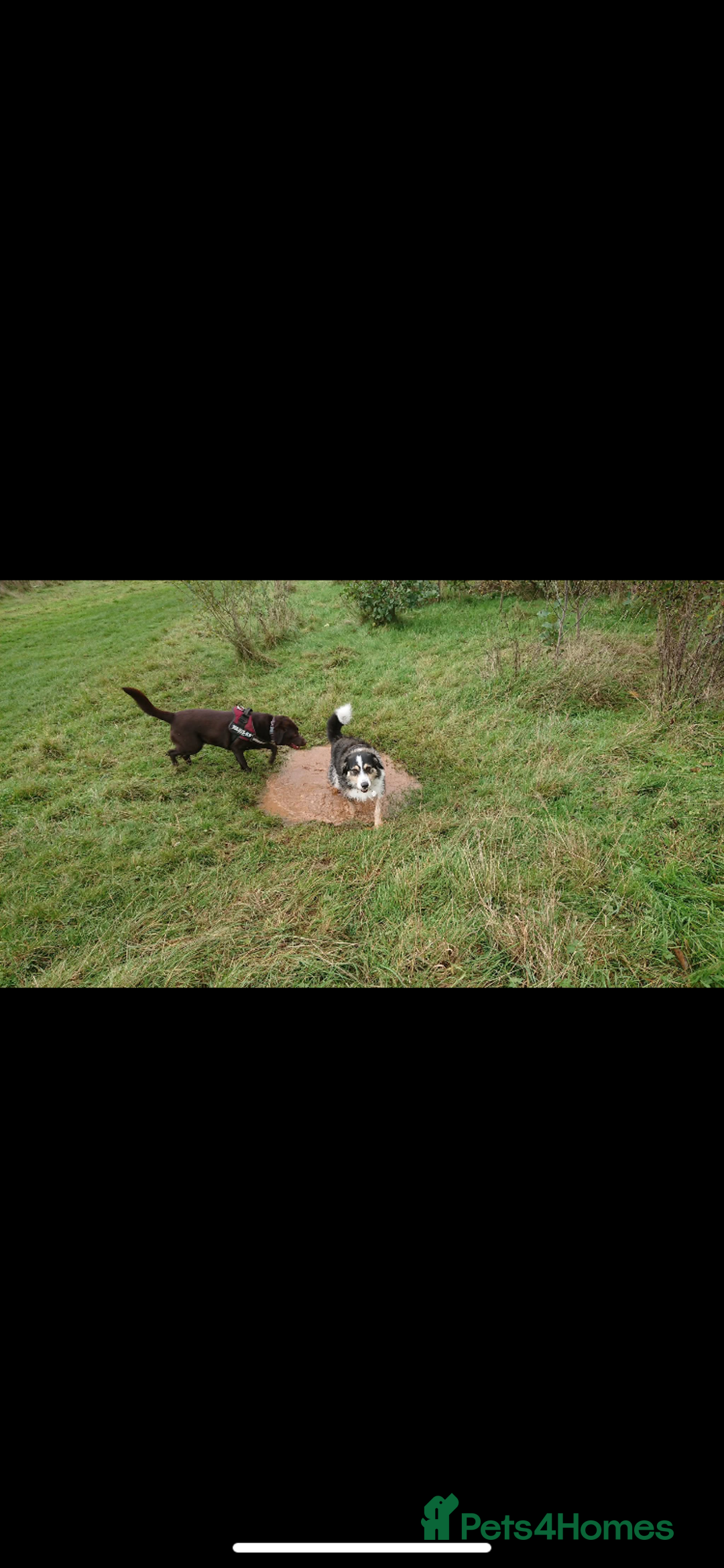Mixed Breed dogs for adoption: Rico 11 years old - Image 3