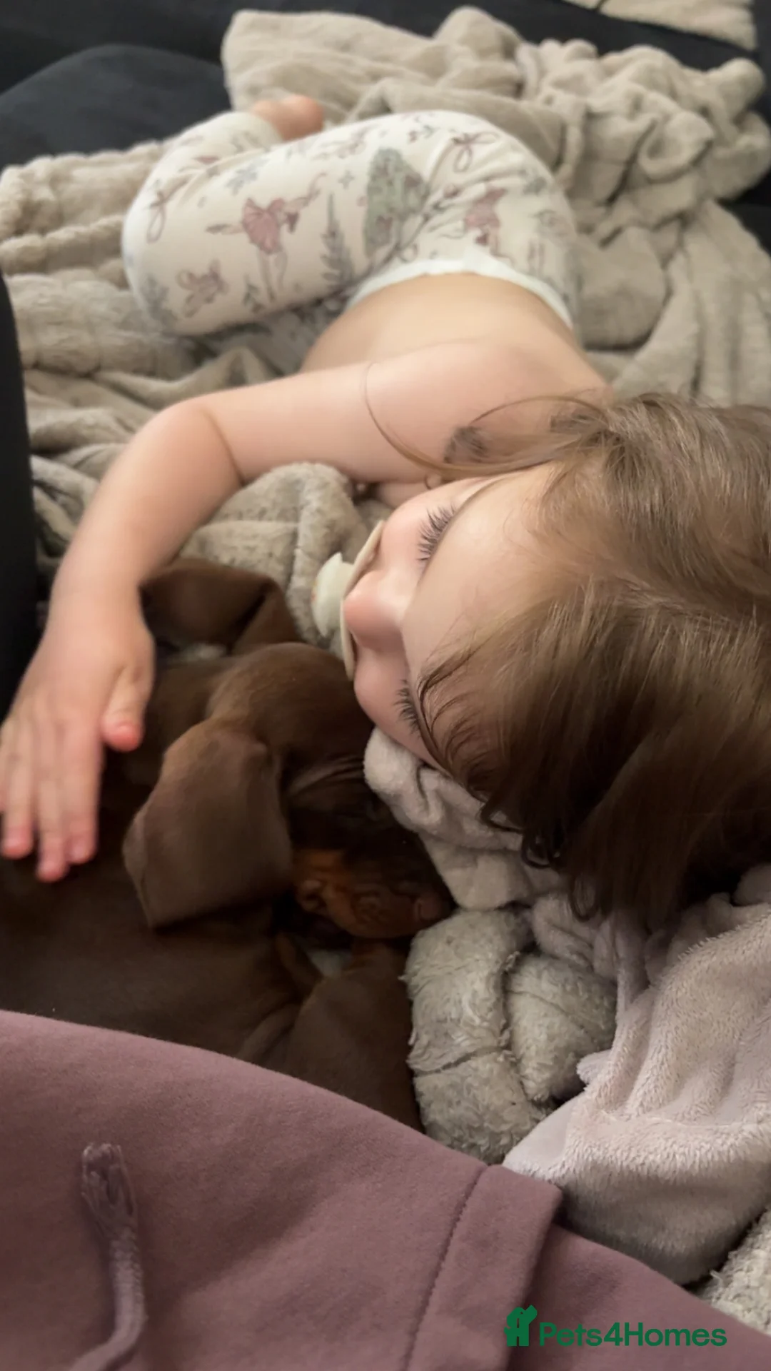 Miniature Dachshund dogs for sale: 15 week old miniature dachshund  - Advert 6