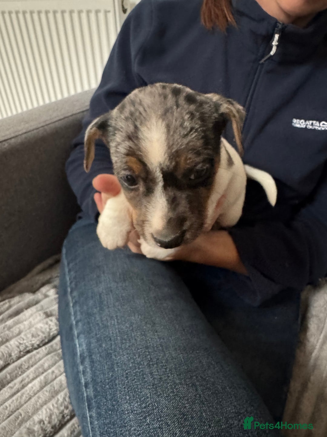 Jack Russell dogs for sale: Pure bred merle short legged jack Russell  - Image 10