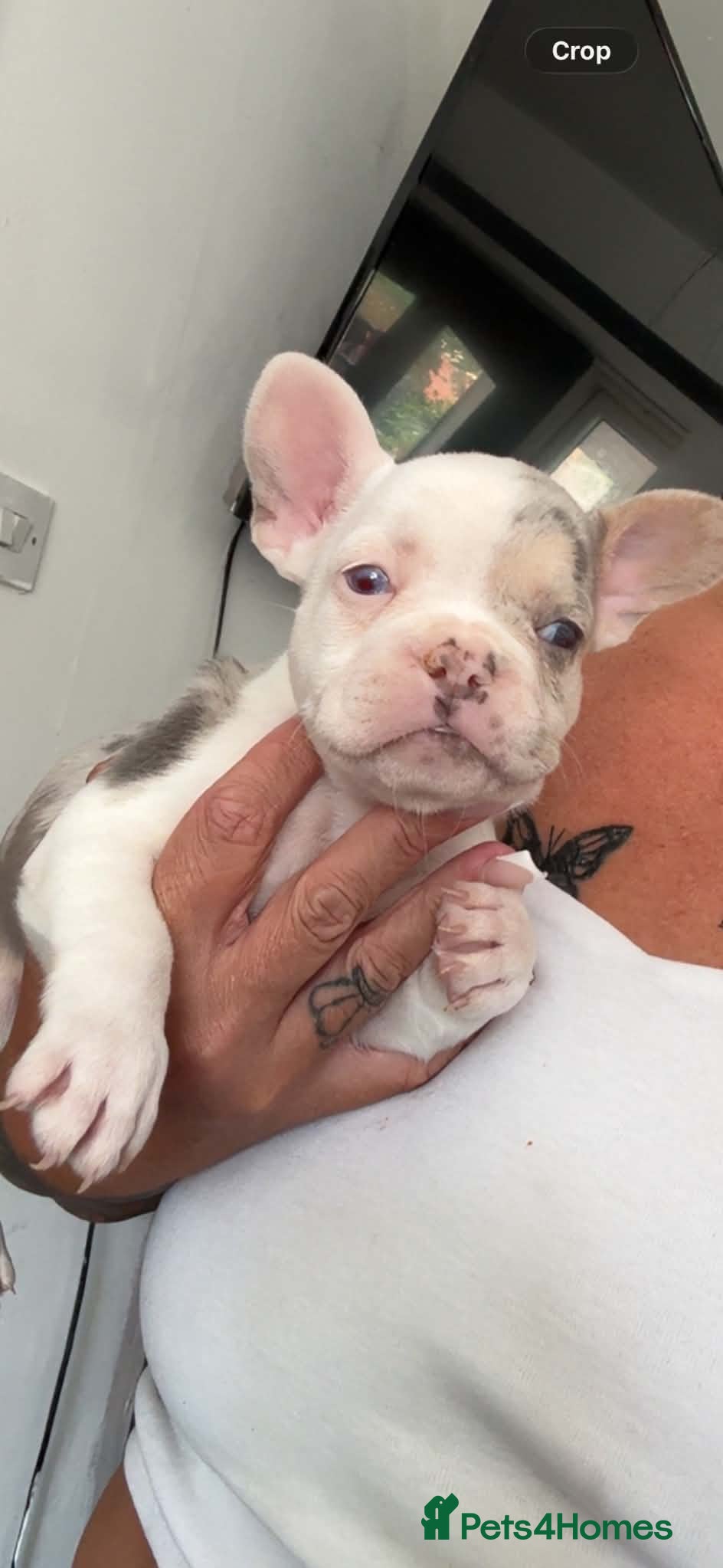 French Bulldog dogs Female frenchie  - Advert 1