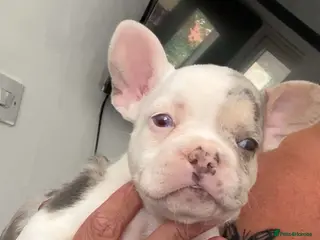 French Bulldog dogs Female frenchie - Advert 18