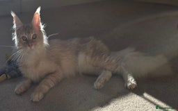 Maine Coon cats for sale: Romario. Red Silver Ticked (Golden/Shaded lines - Image 4