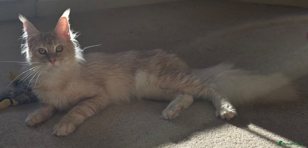 Maine Coon cats for sale: Romario. Red Silver Ticked (Golden/Shaded lines - Image 4