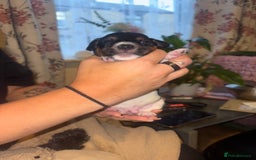 Jack Russell dogs for sale: Purê bred min ature Jack russell puppies - Image 12