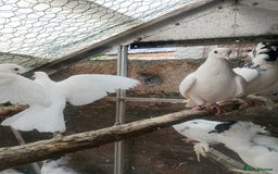 Pigeons birds for sale: Pigeon for sale - Image 15