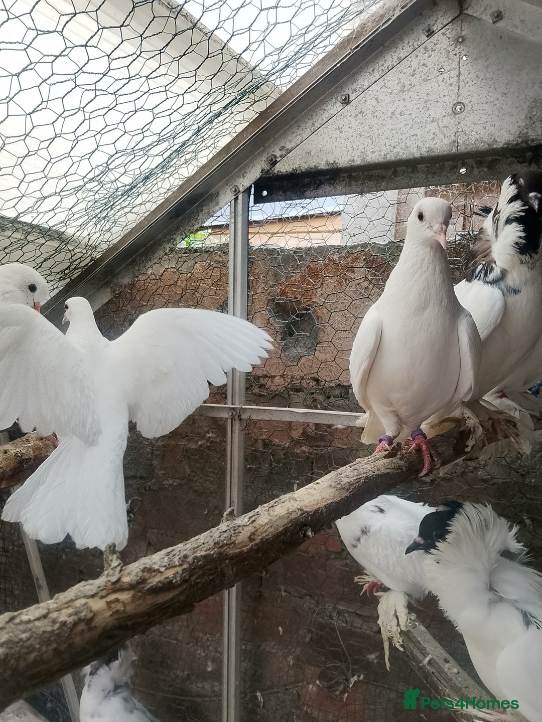Pigeons birds for sale: Pigeon for sale - Image 15