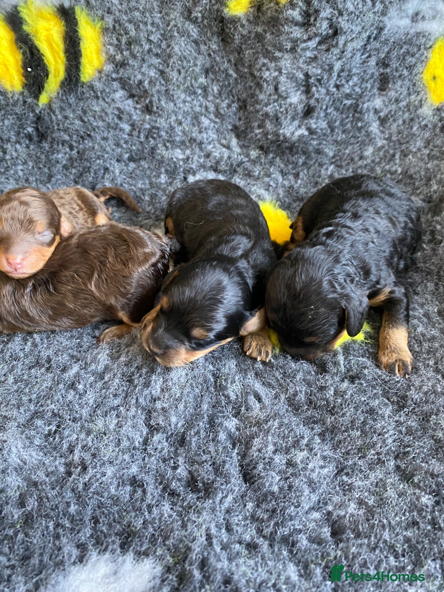Cockapoo dogs F1b mini cockapoos. Fully health tested  - Advert 1