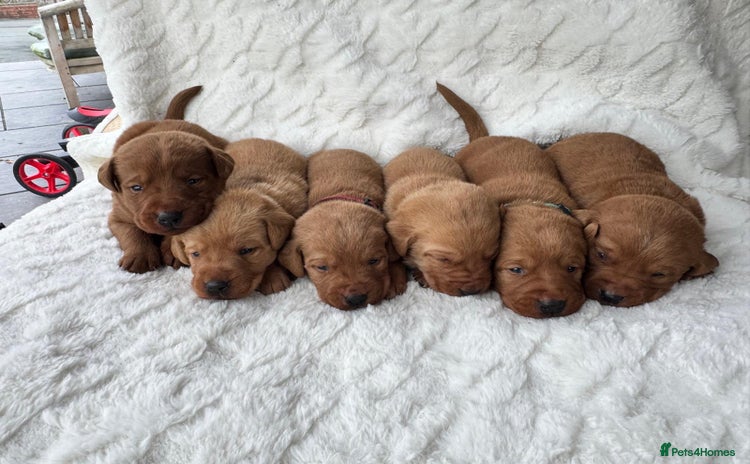 Labrador Retriever dogs - Advert 11
