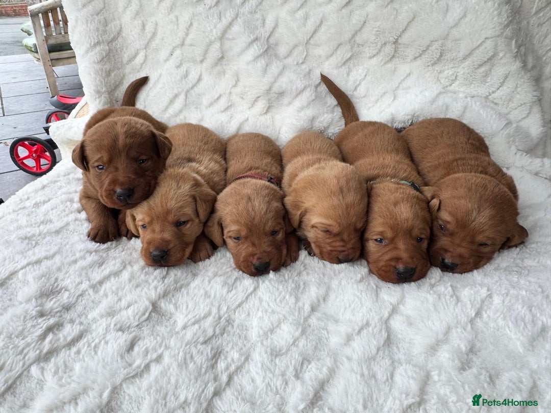 Labrador Retriever dogs for sale: KC Registered Fox Red Labrador puppies - Image 1