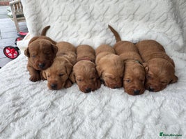 Labrador Retriever dogs - Advert 5