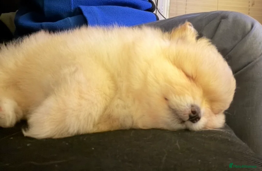 Pomeranian dogs for sale: Pomeranian puppy  - Advert 14