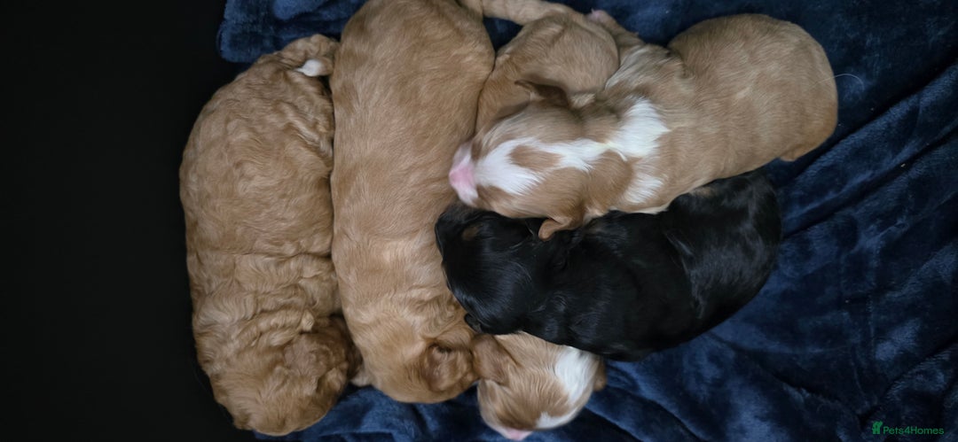 Cockapoo dogs for sale: Gorgous Cockerpoo Puppies - Image 15