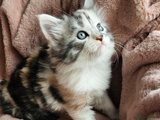 Maine Coon cats - Advert 18