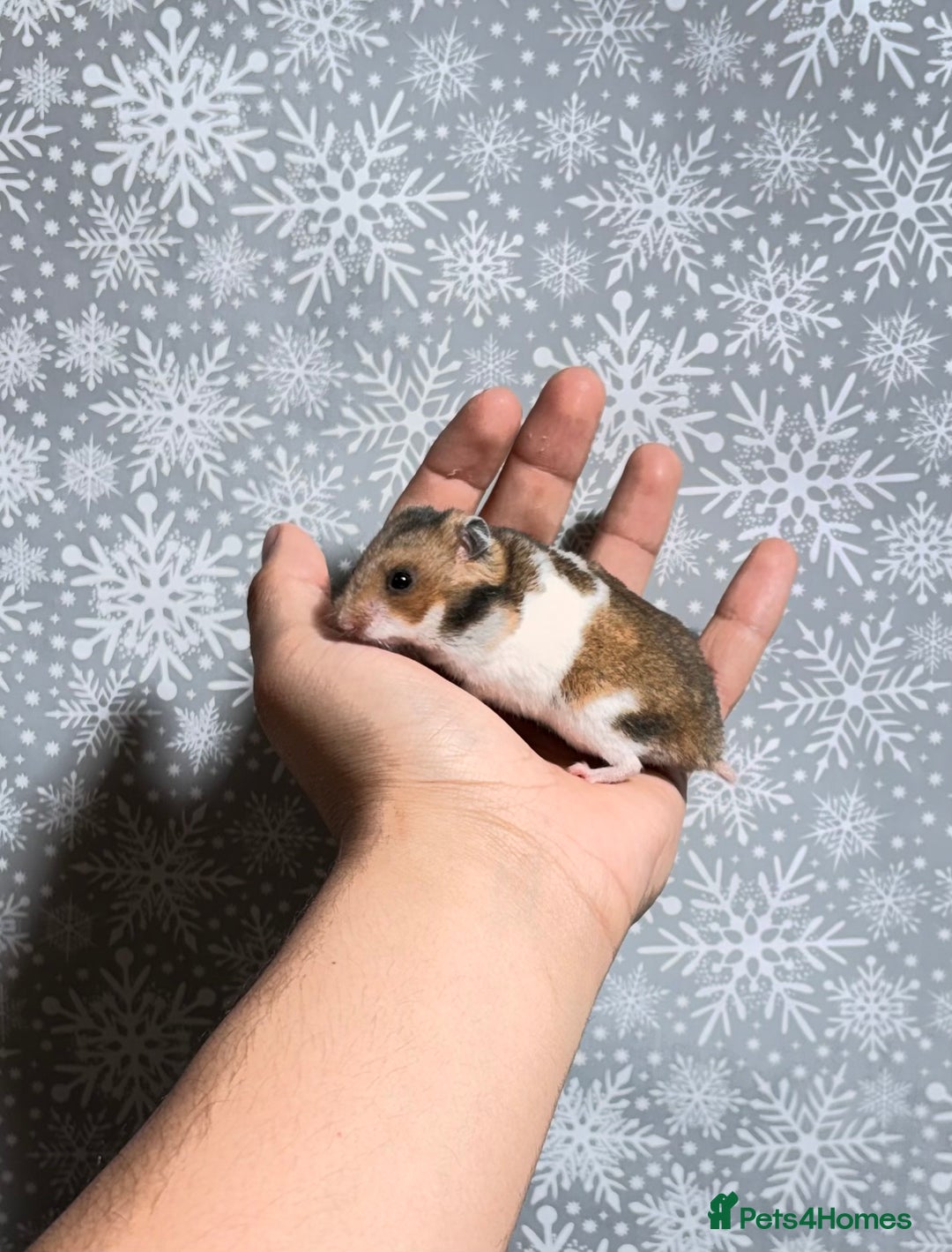 Hamster rodents for sale: STUNNING TAME PEDIGREE SYRIAN HAMSTERS - Advert 9